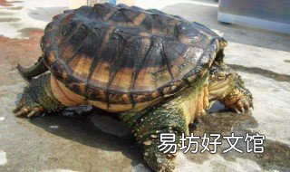 鳄龟和巴西龟能用泥水养吗? 巴西和鳄龟能混养么