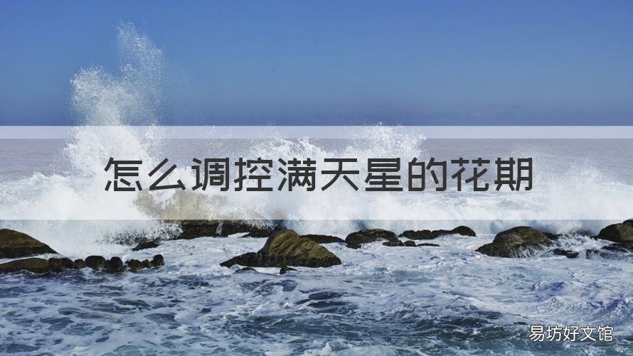 怎么调控满天星的花期 满天星花期过后怎么养护