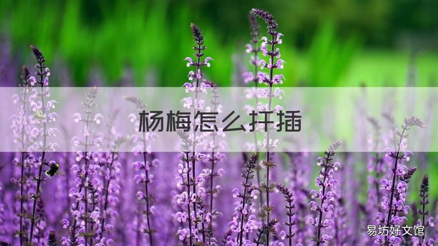 杨梅怎么扦插 杨梅扦插繁殖视频