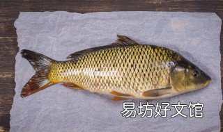 鲤鱼也有侧点线么 鲤鱼有没有侧线