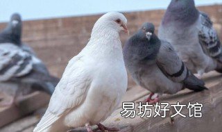 鸽子饥饿训练的好处 信鸽饥饿养法