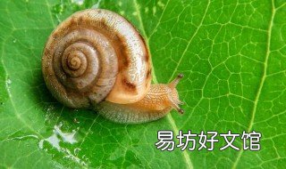 蛞蝓和蜗牛有什么区别 蛞蝓和蜗牛有区别吗