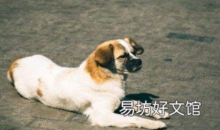 玉林狗肉节是几月几号 玉林狗肉节是什么时间