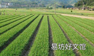 韭菜早上还是中午收割 韭菜早上割还是中午割