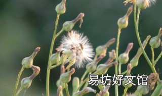 蒲公英茶乌的制作过程 蒲公英茶的自制方法