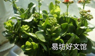 长寿花养殖注意事项 长寿花养殖方法及注意事项