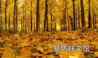 汉阳陵银杏林几月好看 汉阳银杏树林观赏时间