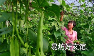 王秀云种植豆角技术 豆角种植技术视频