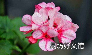 天竺葵怎么到种植 天竺葵怎么到种植阶段