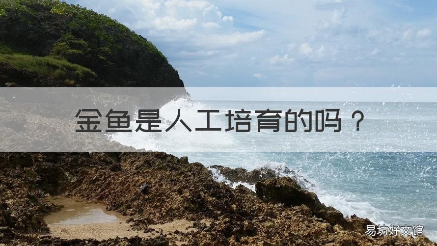 金鱼是人工培育的吗 金鱼是人工培育的吗为什么
