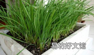 为什么韭菜老是黄 为什么韭菜老是黄叶子