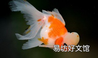 武汉猫狮的寿命 狮子猫长寿
