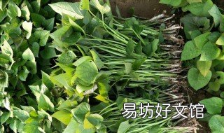 辣椒秧子有什么用途 辣椒秧子的功效