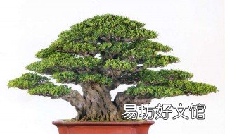 小叶榕怎样修剪 小叶榕怎么修剪