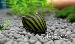 什么螺吃鱼粪便 什么螺吃鱼粪便但不吃鱼