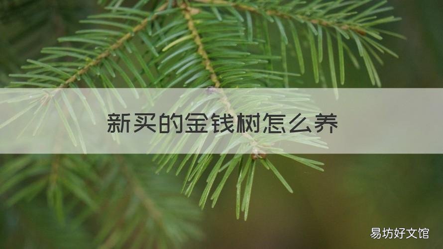 新买的金钱树怎么养 刚买回的金钱树怎么养