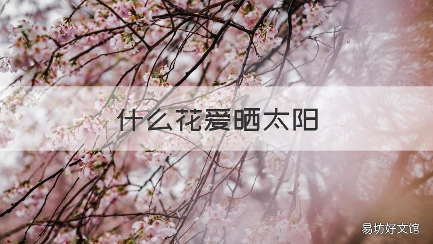 什么花爱晒太阳 哪些花不喜欢晒太阳