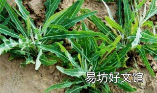 苦菜的毒副作用 苦麻菜的毒副作用