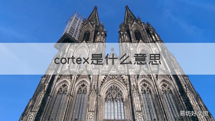 cortex是什么意思
