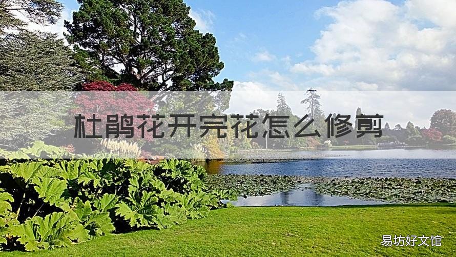杜鹃花开完花怎么修剪 杜鹃花开完花怎么修剪好看