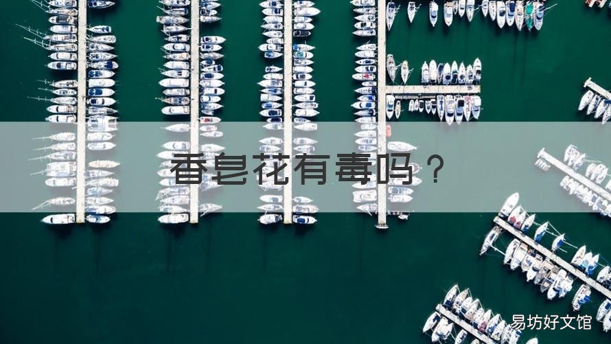 香皂花有毒吗 香皂是什么做的,有毒吗