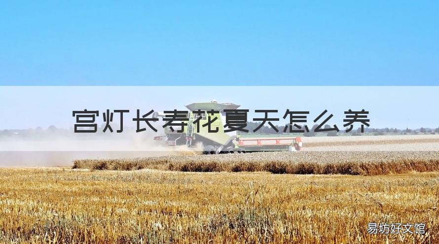 宫灯长寿花夏天怎么养 宫灯长寿花适合在室内养吗