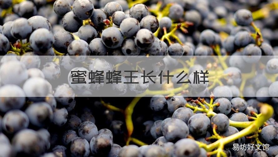 蜜蜂蜂王长什么样 家蜂蜂王长什么样