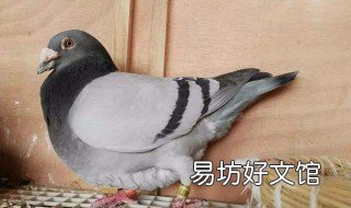幼鸽怎么喂养 刚下窝的幼鸽怎么喂养