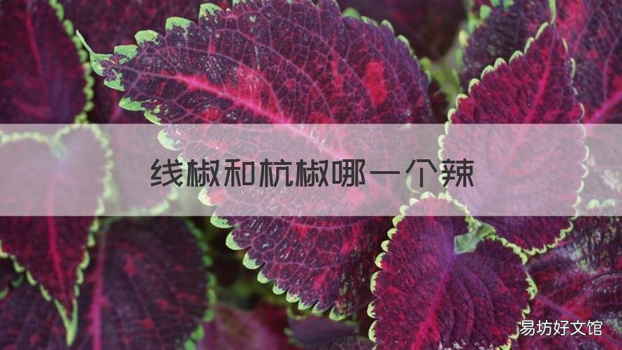 线椒和杭椒哪一个辣 线椒和杭椒哪一个辣些