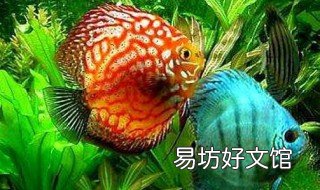 七彩神仙鱼尺寸 七彩 神仙鱼价格和图片