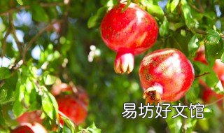 老家屋后栽石榴树好吗 屋后面种石榴树好吗