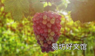 葡萄树冬天怎样过冬 葡萄树冬天怎么过冬