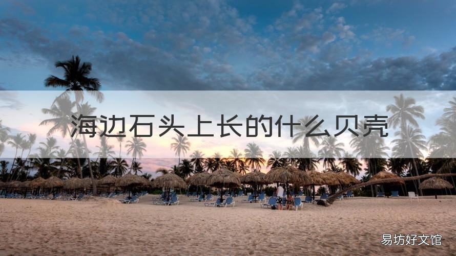 海边石头上长的什么贝壳 海边石头上长的是什么