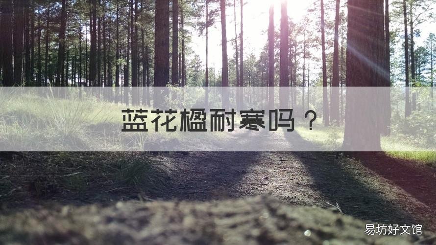蓝花楹耐寒吗 蓝花楹能过冬吗