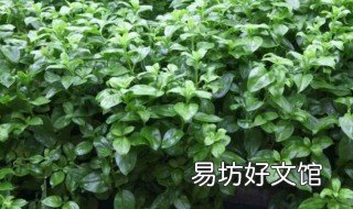 穿心莲的种植方法 穿心莲的种植方法和养护