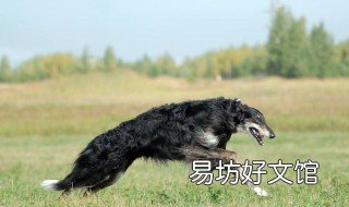 梦见猎狗追 梦见猎狗追赶自己