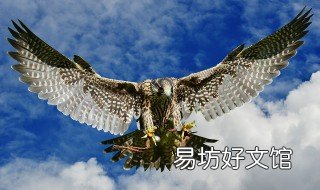 猎鹰为什么要戴眼罩 鹰为啥戴眼罩