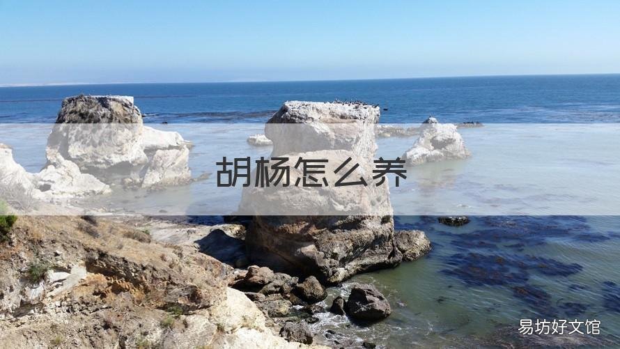 胡杨怎么养