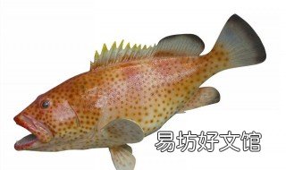 石斑鱼水霉菌怎么除 石斑鱼水霉菌怎么除去