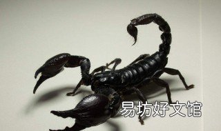 孕妇梦见蝎子生男生女 备孕女人梦见蝎子