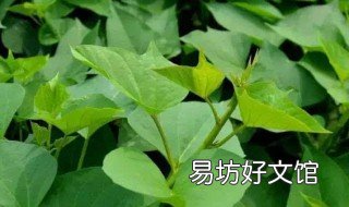 红薯叶面条怎么做 红薯叶面条怎么做好吃