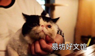 晚上猫咪都会干什么 猫咪晚上在干什么
