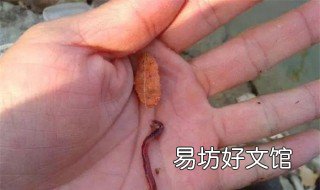 秋天用蚯蚓钓鱼技巧 秋天用蚯蚓钓鱼技巧图片