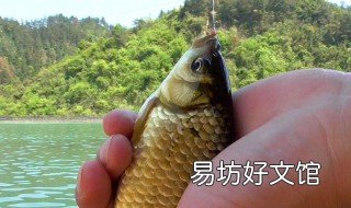 热天钓鲫鱼用什么饵料 热天钓鲫鱼用什么饵料好