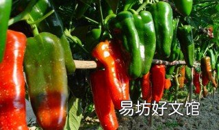辣椒用什么嫁接最好 辣椒可以嫁接吗用什么嫁接高产