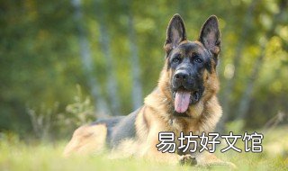 德牧几个月定型 德牧几个月长成型