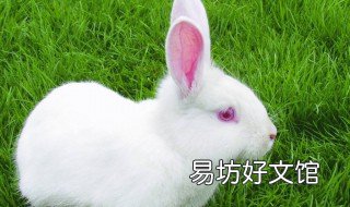 75年的兔2019年运势