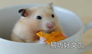 自制仓鼠小饼干 自制仓鼠小饼干制作方法