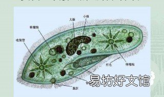 皮球鱼新生小鱼吃什么 皮球鱼刚出生的小鱼怎么喂养