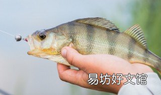 哪些是主饵 基础饵和主攻饵有什么不同